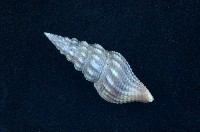 藏品(河村捲管螺)的圖片